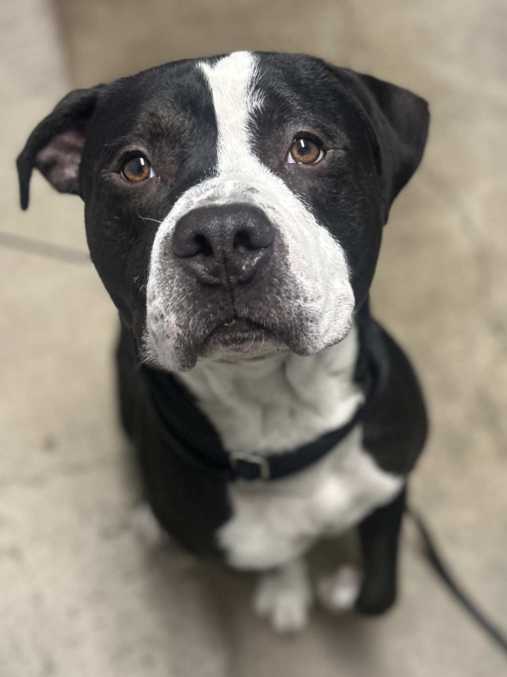 Shelter Stray Male Dog last seen Rodgers Street, BREMERTON, WA, 98312, 9167 Dickey Rd NW, Silverdale, WA 98383, USA