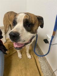 Shelter Stray Male Dog last seen NE 349th St & NE Gable Ave, LA CENTER, WA, 98629, 1100 NE 192nd Ave, Vancouver, WA 98684, USA