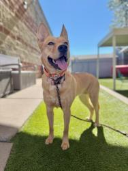 Shelter Stray Female Dog last seen Near W Magna Main Street, Magna Township, UT, 84044, 511 W 3900 S, Salt Lake City, UT 84123, USA