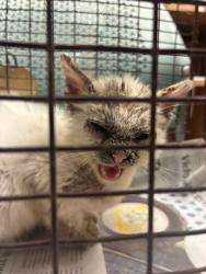 Shelter Stray Unknown Cat last seen Near N Interstate 35 Frontage Road, AUSTIN, TX, 78745, 7201 Levander Loop bldg a, Austin, TX 78702, USA