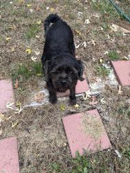 Reunited Male Dog last seen Norfleet, Independence, MO 64133