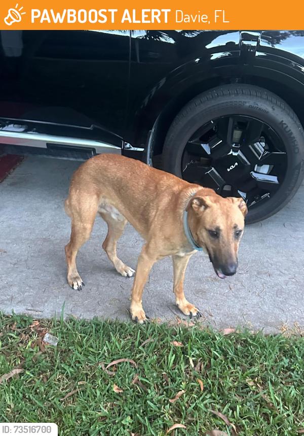 Found/Stray Male Dog last seen 136th, Davie, FL 33325