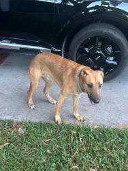 Found/Stray Male Dog last seen 136th, Davie, FL 33325
