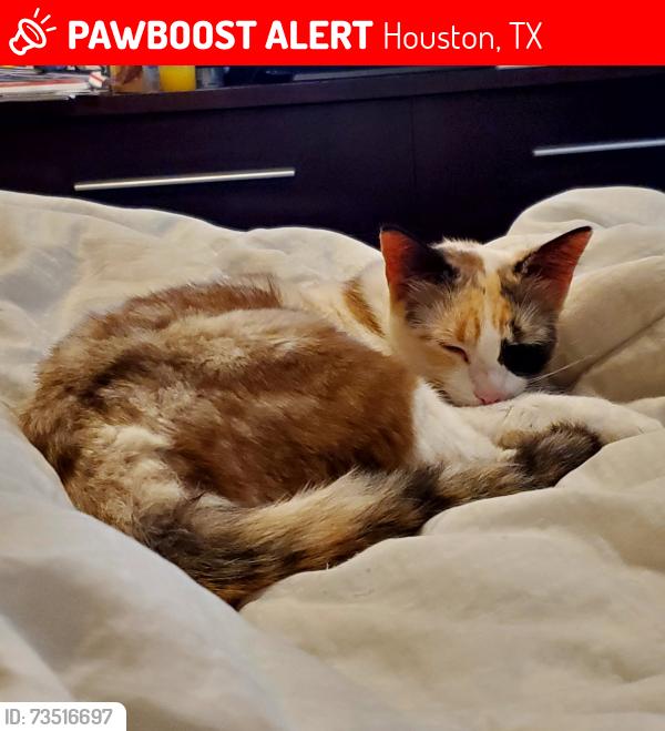 Lost Female Cat last seen Wilcrest and Wilcrest Green, Houston, TX 77042