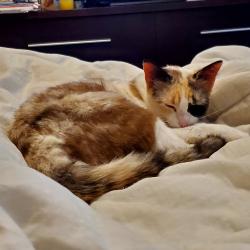 Lost Female Cat last seen Wilcrest and Wilcrest Green, Houston, TX 77042
