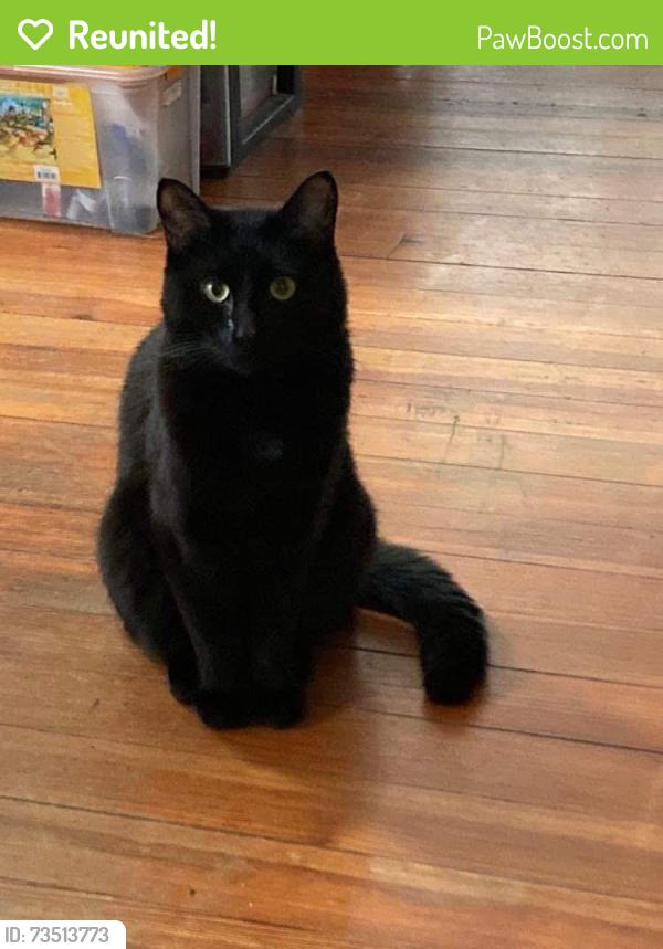 Reunited Male Cat last seen Boys & Girls Club, South Portland, ME 04101