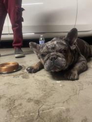 Reunited Male Dog last seen La Mesa, Victorville, CA 92392