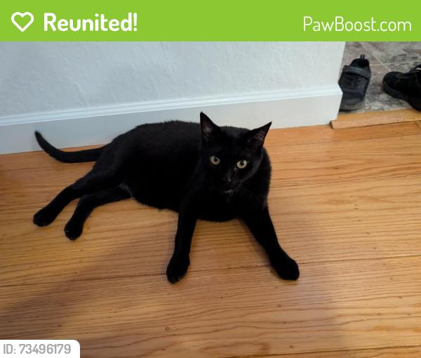 Reunited Male Cat last seen Moraga Via and Rheem Blvd, Orinda, CA 94556
