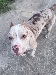 Lost Male Dog last seen Near park ct, La Vergne, TN 37086