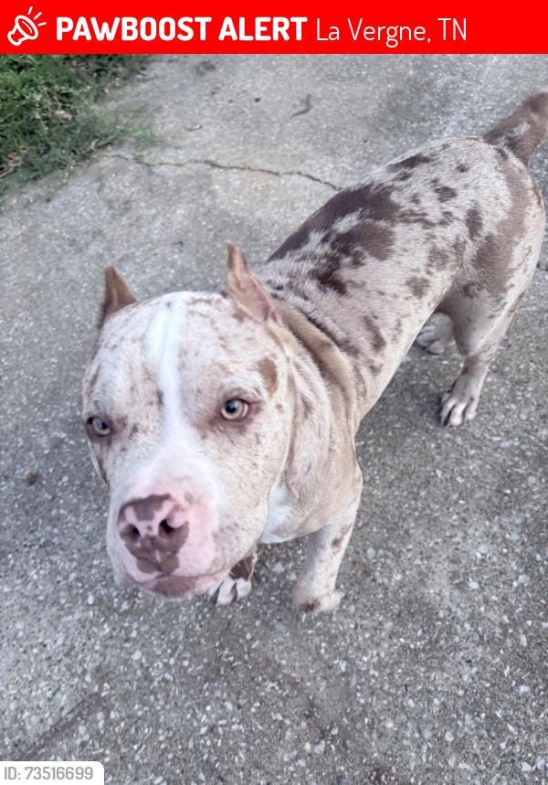Lost Male Dog last seen Near park ct, La Vergne, TN 37086