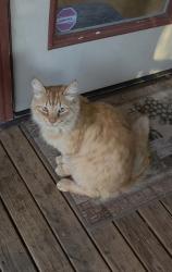 Found/Stray Male Cat last seen 18th and 112th, Vancouver, WA 98683