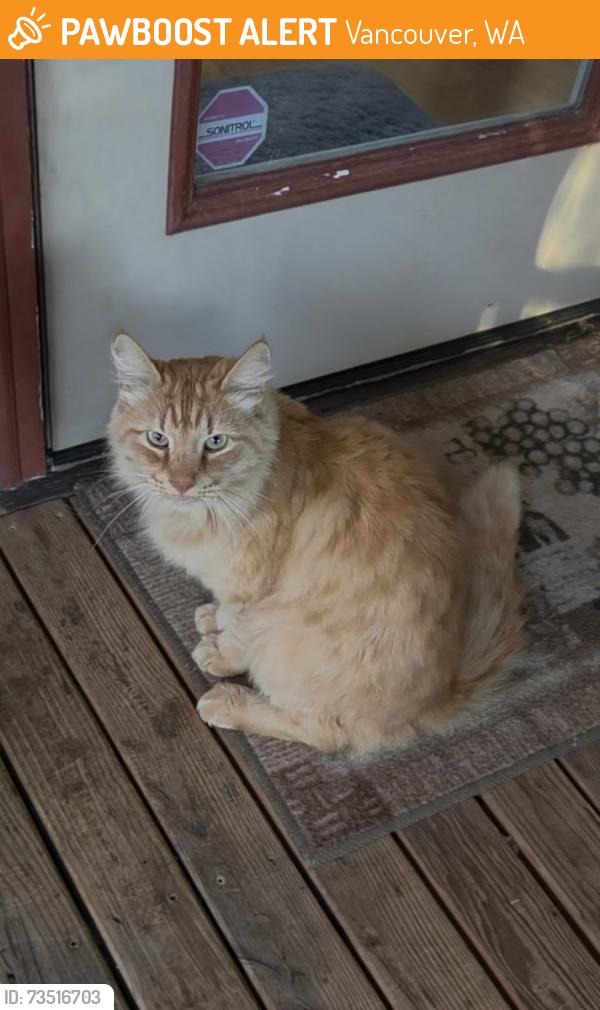 Found/Stray Male Cat last seen 18th and 112th, Vancouver, WA 98683