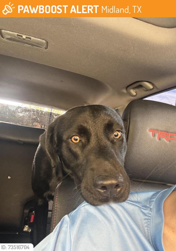 Found/Stray Male Dog last seen Cuthbert & Idlewilde, Midland, TX 79703