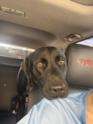Found/Stray Male Dog last seen Cuthbert & Idlewilde, Midland, TX 79703