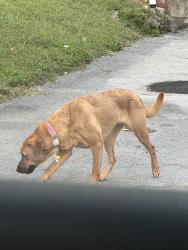 Reunited Unknown Dog last seen Appian Way, Red Bank, TN 37415, USA, Red Bank, TN 37415