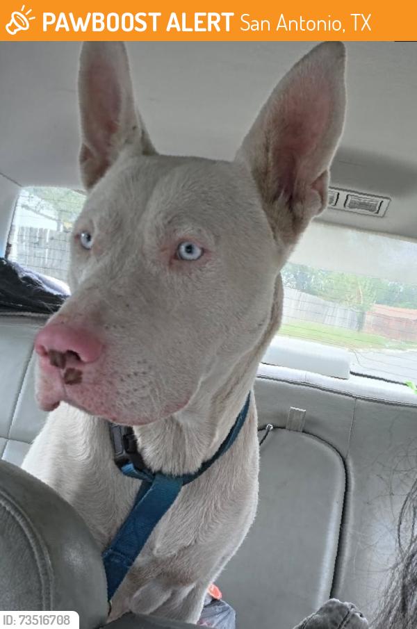 Found/Stray Male Dog last seen Westbriar 78227, San Antonio, TX 78227