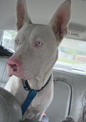 Found/Stray Male Dog last seen Westbriar 78227, San Antonio, TX 78227