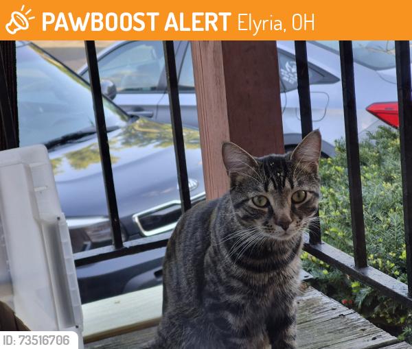 Found/Stray Unknown Cat last seen Harrison St., Elyria, OH 44035