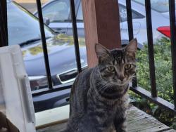 Found/Stray Unknown Cat last seen Harrison St., Elyria, OH 44035