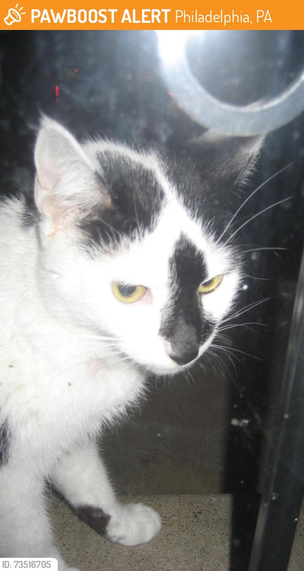 Found/Stray Unknown Cat last seen Oxford Circle, Philadelphia, PA 19111