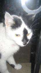 Found/Stray Unknown Cat last seen Oxford Circle, Philadelphia, PA 19111