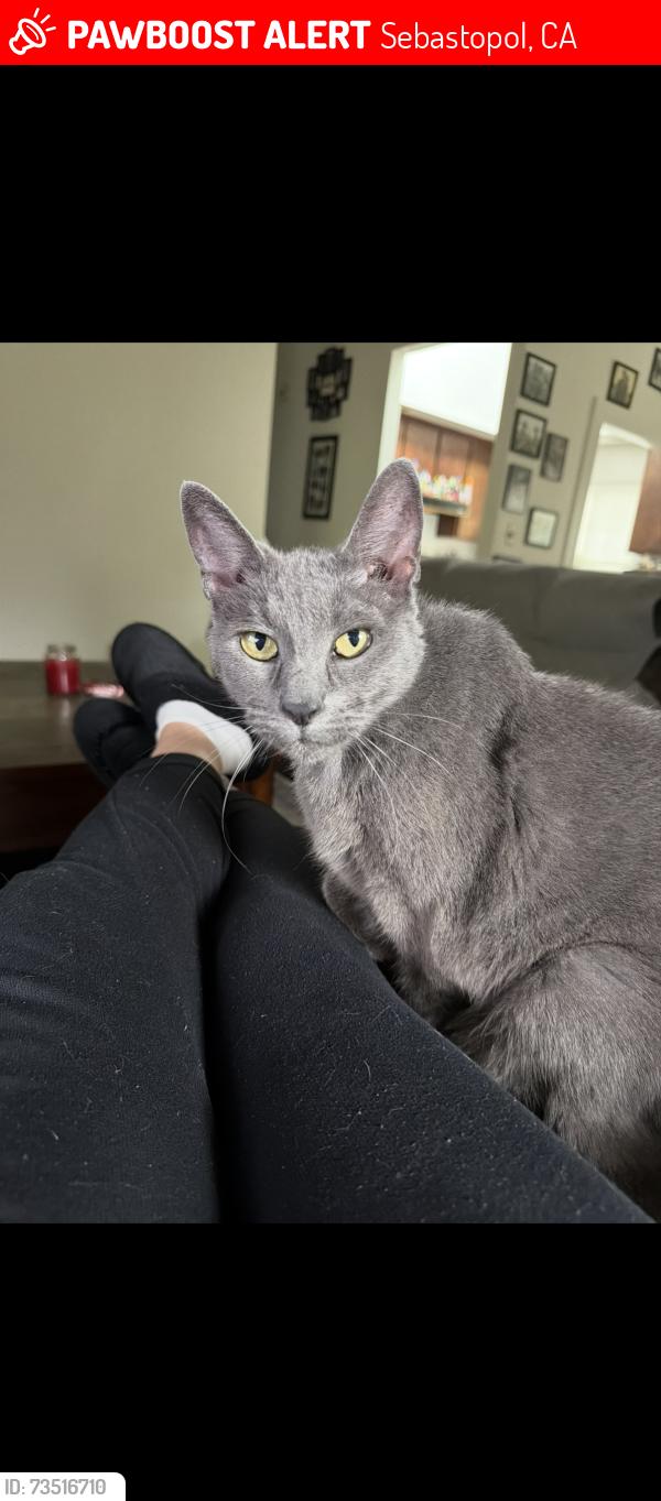 Lost Female Cat last seen Bodega and Washington, Sebastopol, CA 95472
