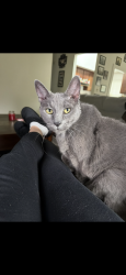 Lost Female Cat last seen Bodega and Washington, Sebastopol, CA 95472