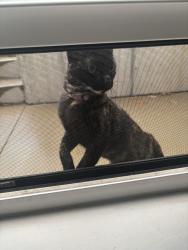 Found/Stray Female Cat last seen McCausland, St. Louis, MO 63139