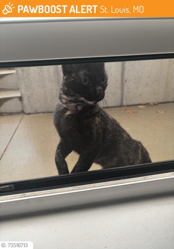 Found/Stray Female Cat last seen McCausland, St. Louis, MO 63139