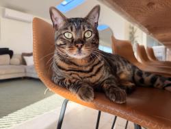 Lost Male Cat last seen Mount Blanca dr, San Diego, CA 92111