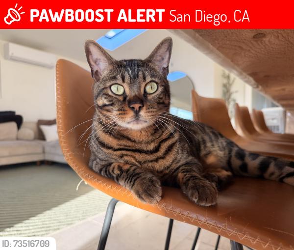 Lost Male Cat last seen Mount Blanca dr, San Diego, CA 92111
