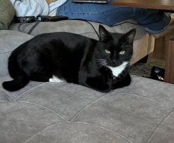 Reunited Male Cat last seen Fort Lowell and Mountain Ave, Tucson, AZ 85719