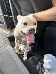 Reunited Female Dog last seen Lake Bradley, Lake County, FL 34788