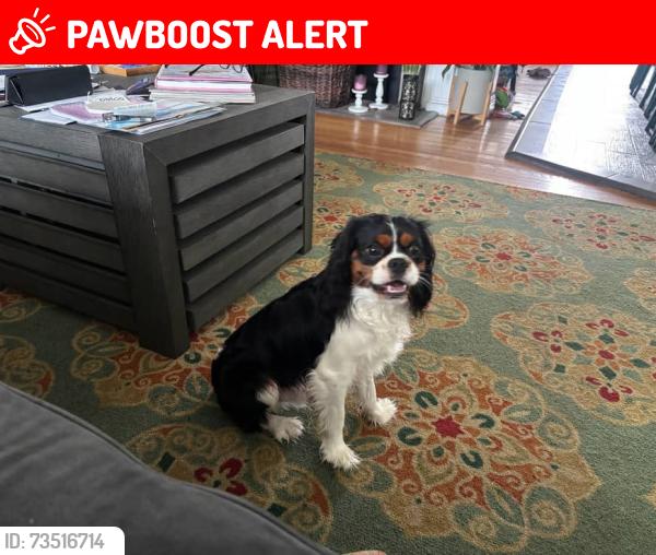 Lost Male Dog last seen Valley and 15th st Manhattan Beach CA 90266, Manhattan Beach, CA 90266
