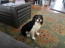 Lost Male Dog last seen Valley and 15th st Manhattan Beach CA 90266, Manhattan Beach, CA 90266