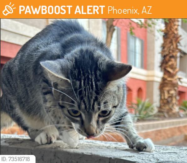 Found/Stray Unknown Cat last seen Near and 44th St, Phoenix, AZ 85008