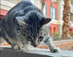 Found/Stray Unknown Cat last seen Near and 44th St, Phoenix, AZ 85008