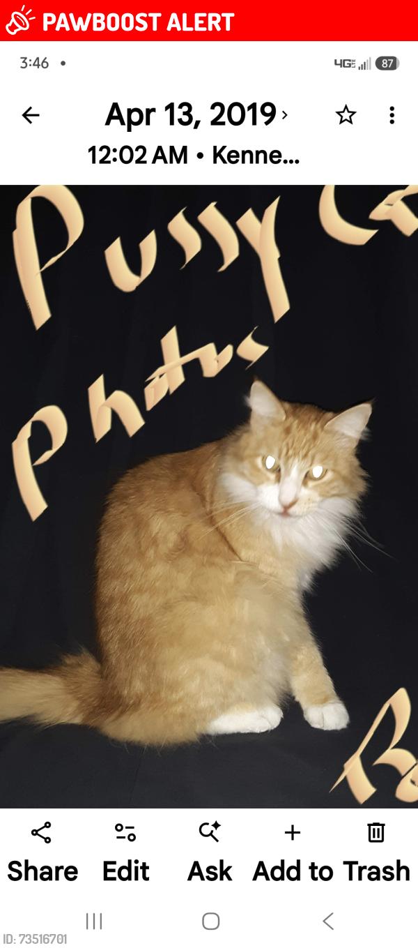 Lost Male Cat last seen Across from rainbow storage, Riverside County, CA 92592