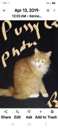 Lost Male Cat last seen Across from rainbow storage, Riverside County, CA 92592