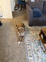 Found/Stray Male Dog last seen Lindsey Park, on the disc golf course, Tyler, TX 75709