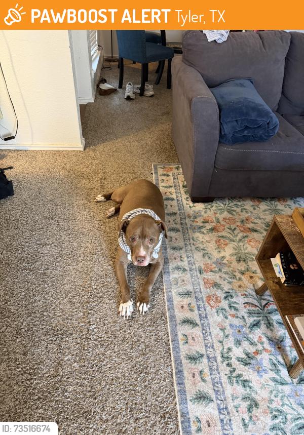 Found/Stray Male Dog last seen Lindsey Park, on the disc golf course, Tyler, TX 75709