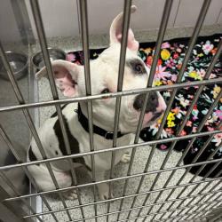 Shelter Stray Unknown Dog last seen , 1013 Garfield St, Oak Park, IL 60304, USA