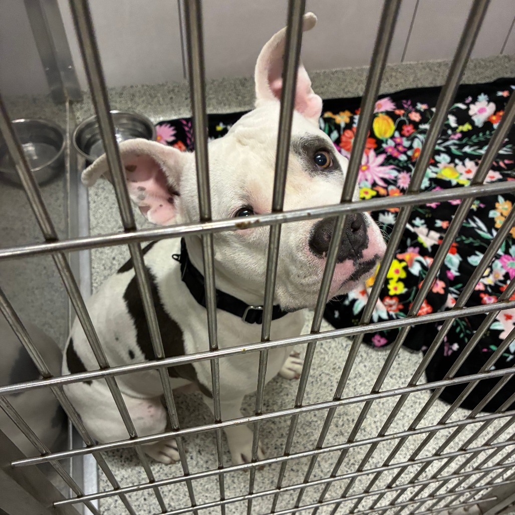Shelter Stray Unknown Dog last seen , 1013 Garfield St, Oak Park, IL 60304, USA