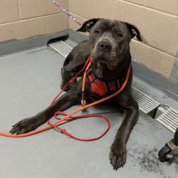 Shelter Stray Male Dog last seen , 2608 Center St, Tacoma, WA 98409, USA