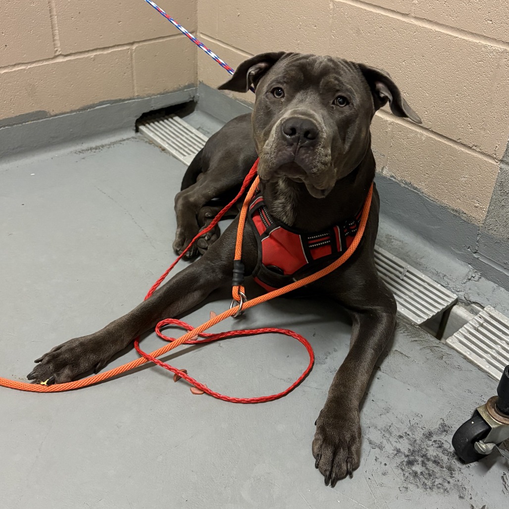 Shelter Stray Male Dog last seen , 2608 Center St, Tacoma, WA 98409, USA