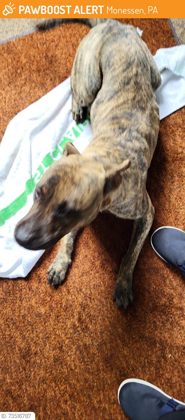 Found/Stray Female Dog last seen Shady Ave, Monessen, PA 15062