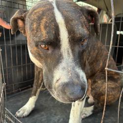 Shelter Stray Male Dog last seen , 4500 N Access Rd, Chattanooga, TN 37415, USA