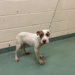 Shelter Stray Female Dog last seen , 2350 Appling City Cove, Memphis, TN 38133, USA