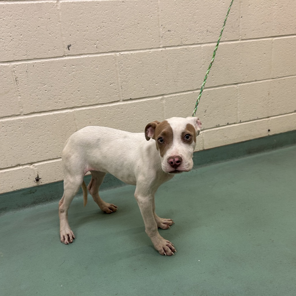 Shelter Stray Female Dog last seen , 2350 Appling City Cove, Memphis, TN 38133, USA