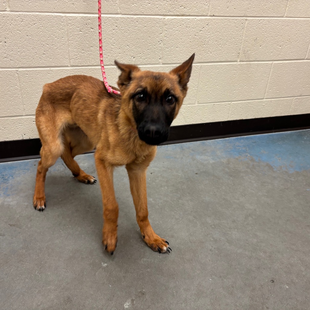 Shelter Stray Male Dog last seen , 2350 Appling City Cove, Memphis, TN 38133, USA